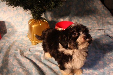 havanese-puppies